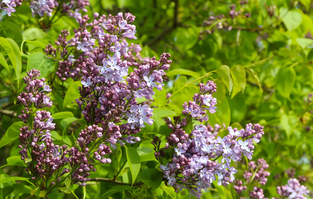 Фото обои flower, spring, lilac, blooming