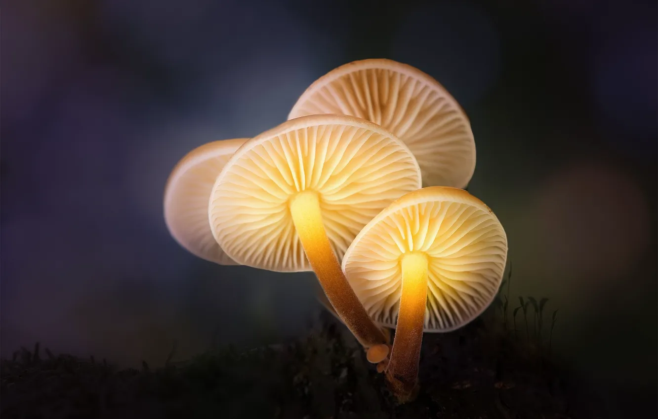 Фото обои лес, макро, свет, грибы