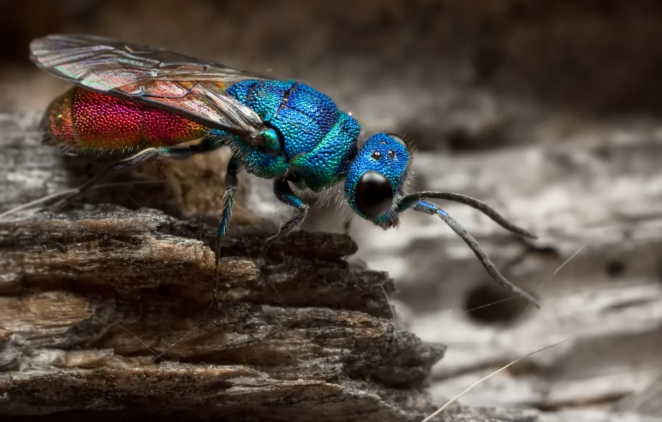 Фото обои насекомые, природа, nature, insects, Макросъёмка, blue wasp, голубая оса, Macro photography
