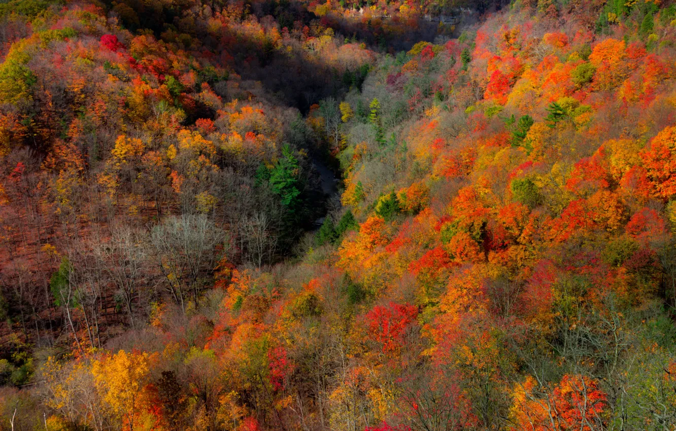 Фото обои осень, лес, деревья, горы, ветки, природа, скалы, заросли