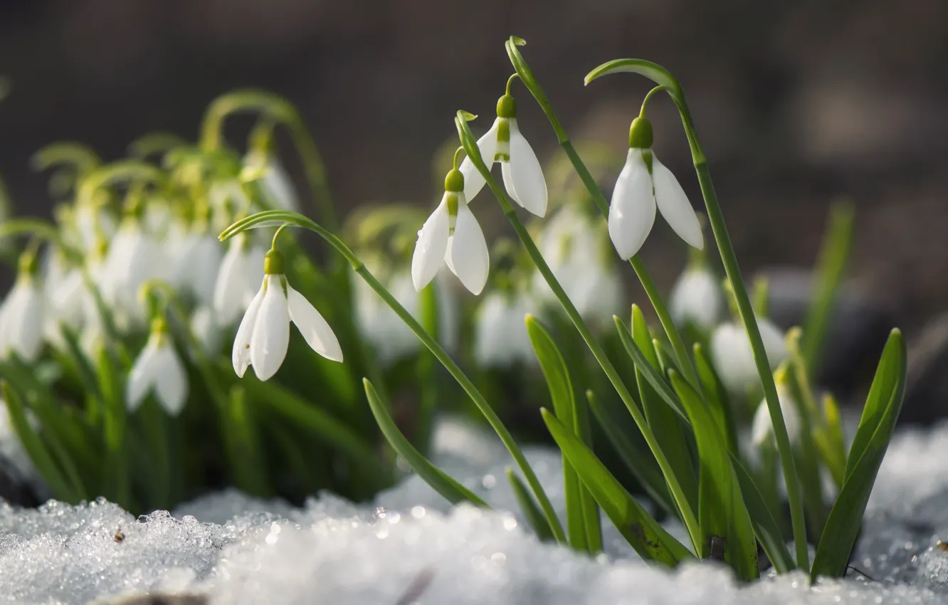 Фото обои снег, цветы, поляна, весна, подснежники, белые