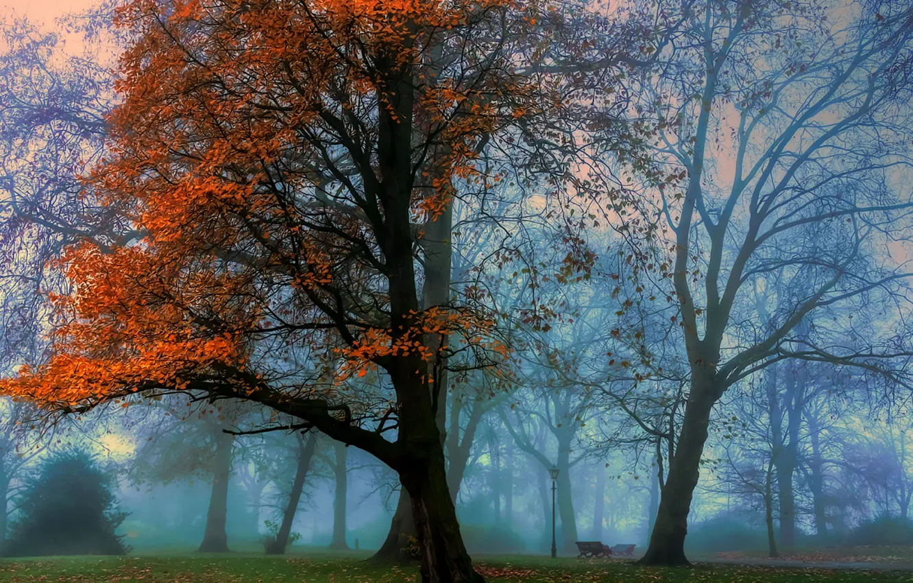 Фото обои осень, лес, листья, деревья, пейзаж, природа