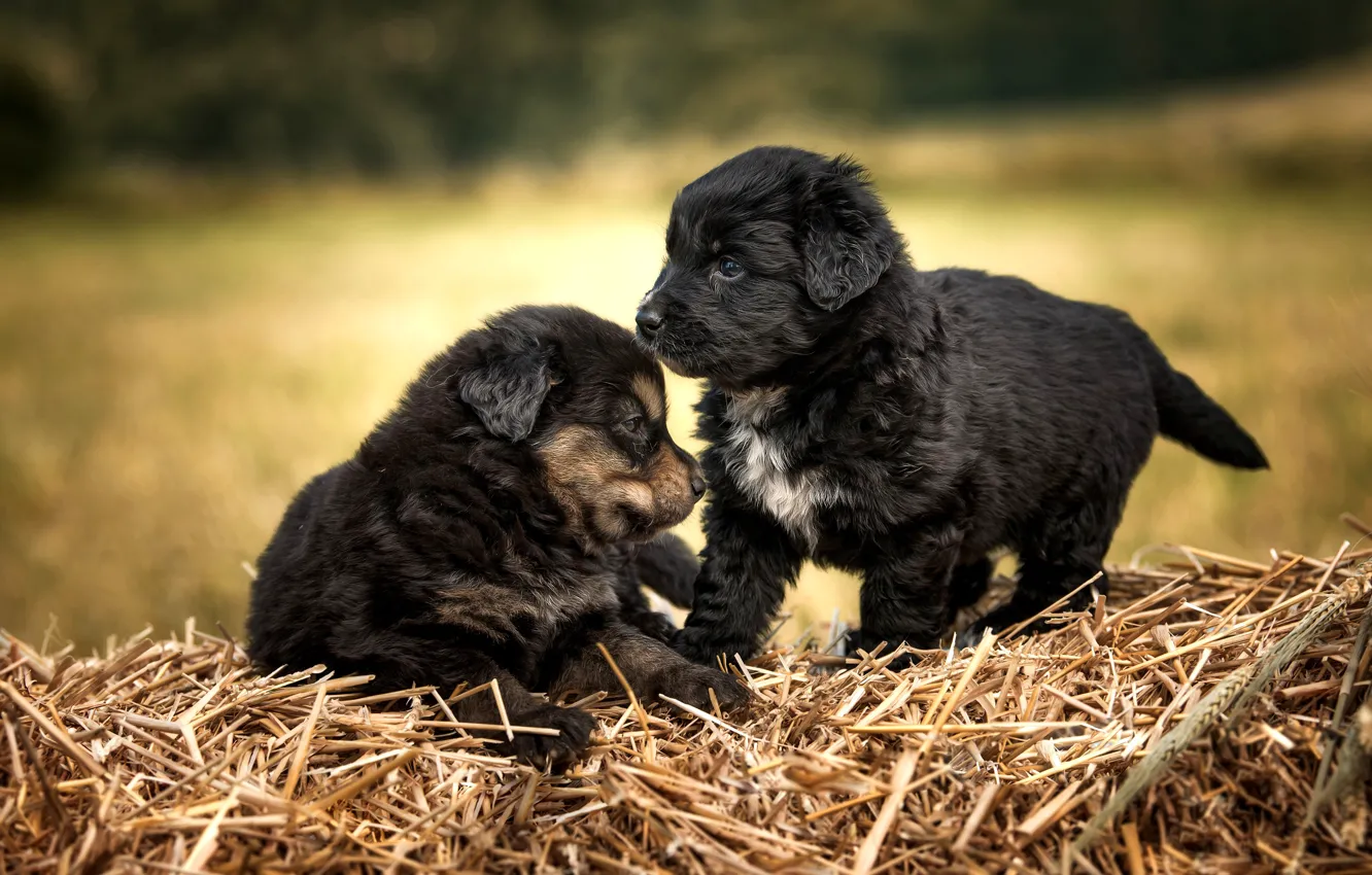 Фото обои собаки, щенки, парочка, черные, два щенка