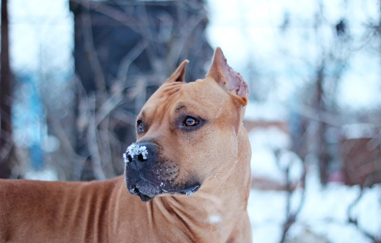 Фото обои Собака, Снег, Стаффор