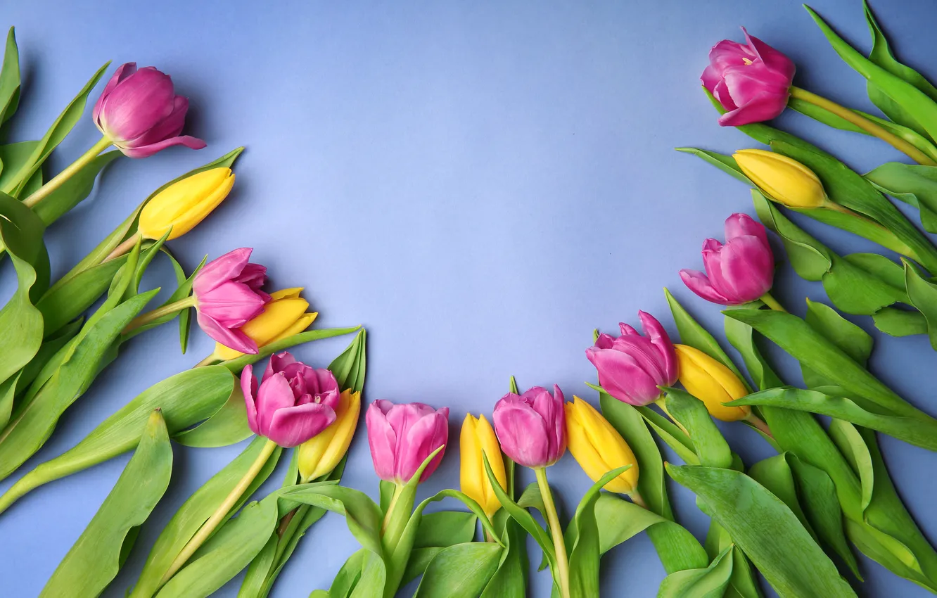 Фото обои цветы, букет, тюльпаны, flowers, tulips, spring, purple