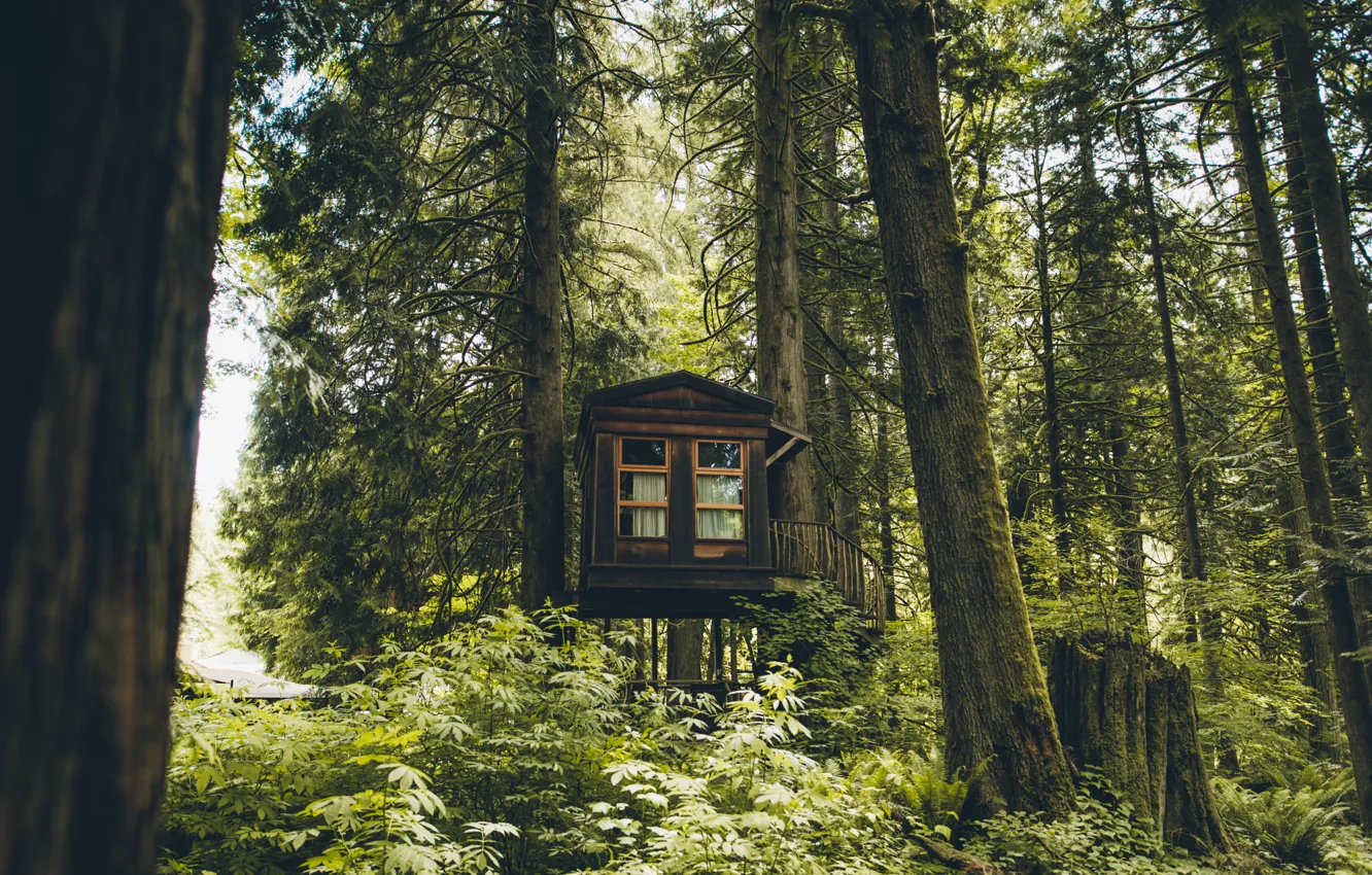 Фото обои лес, деревья, домик, Washington