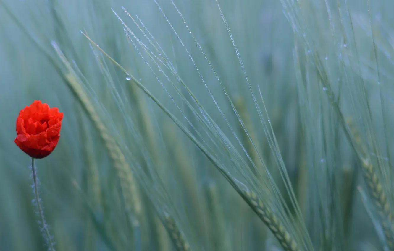 Фото обои пшеница, поле, природа, мак