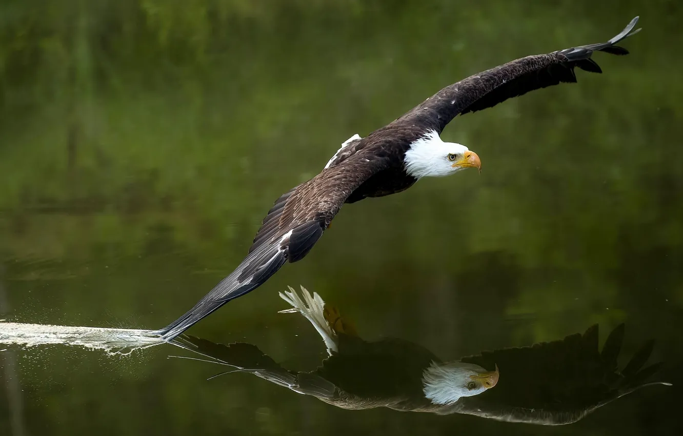 Фото обои вода, отражение, птица, крылья, хищник, полёт, ястреб, Белоголовый орлан