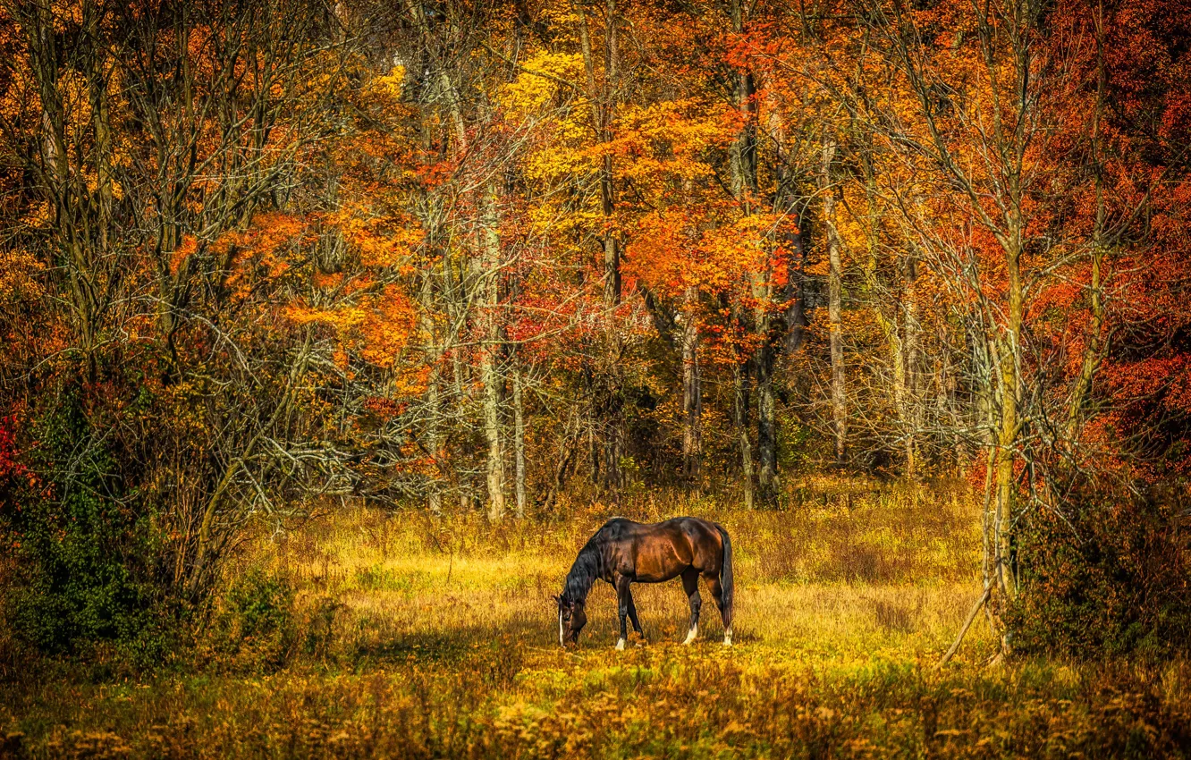 Фото обои осень, лес, конь, лошадь