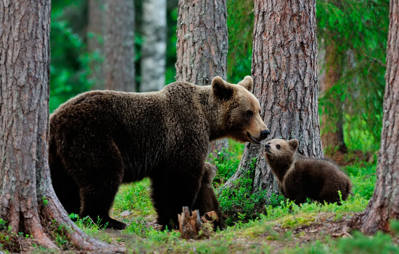 Фото обои зелень, лес, трава, деревья, природа, медведи, медвежата, боке
