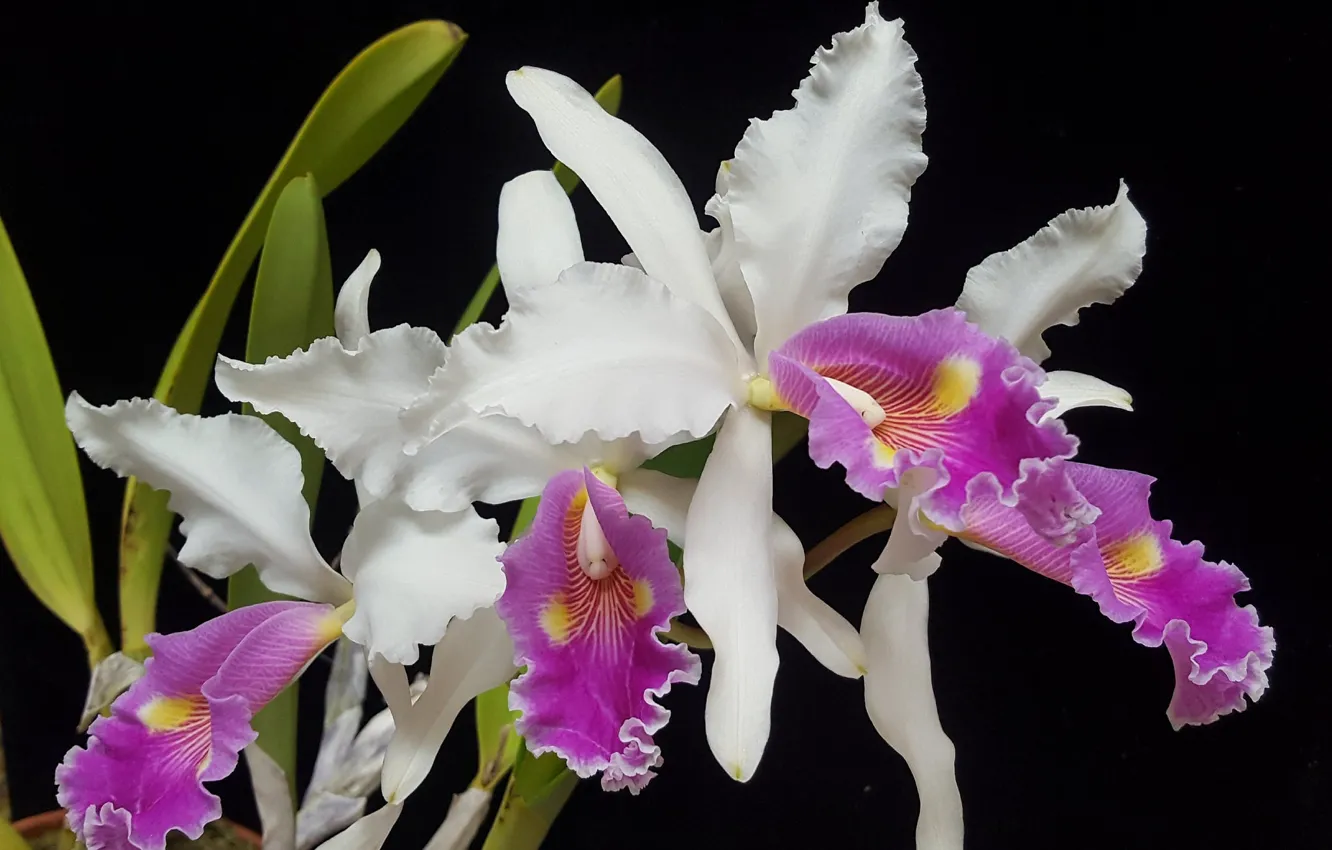 Фото обои макро, экзотика, орхидея
