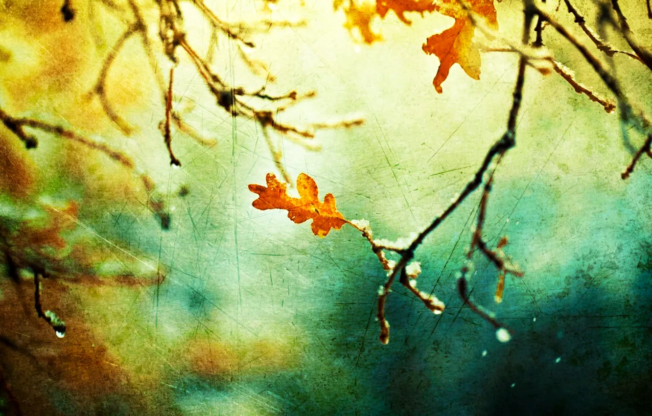 Фото обои осень, макро, природа, лист, ветка, холст, штрих