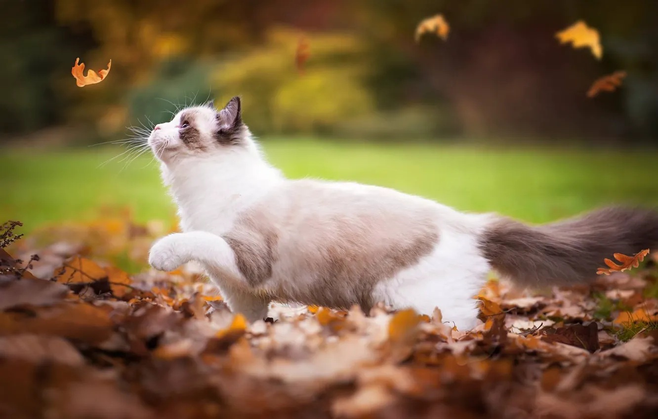 Фото обои осень, кошка, листья, Рэгдолл