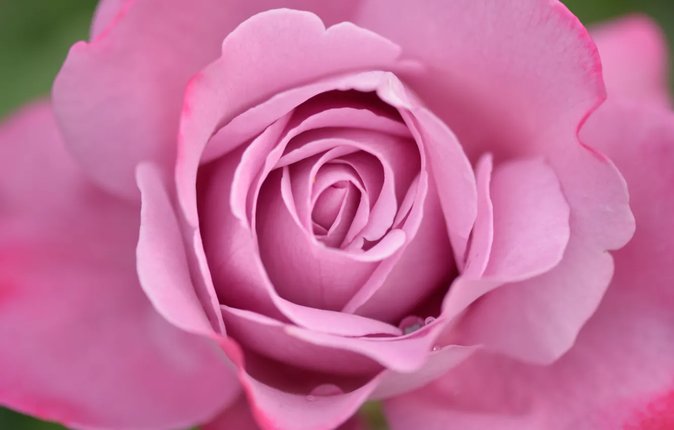 Фото обои макро, розы, лепестки, розовые