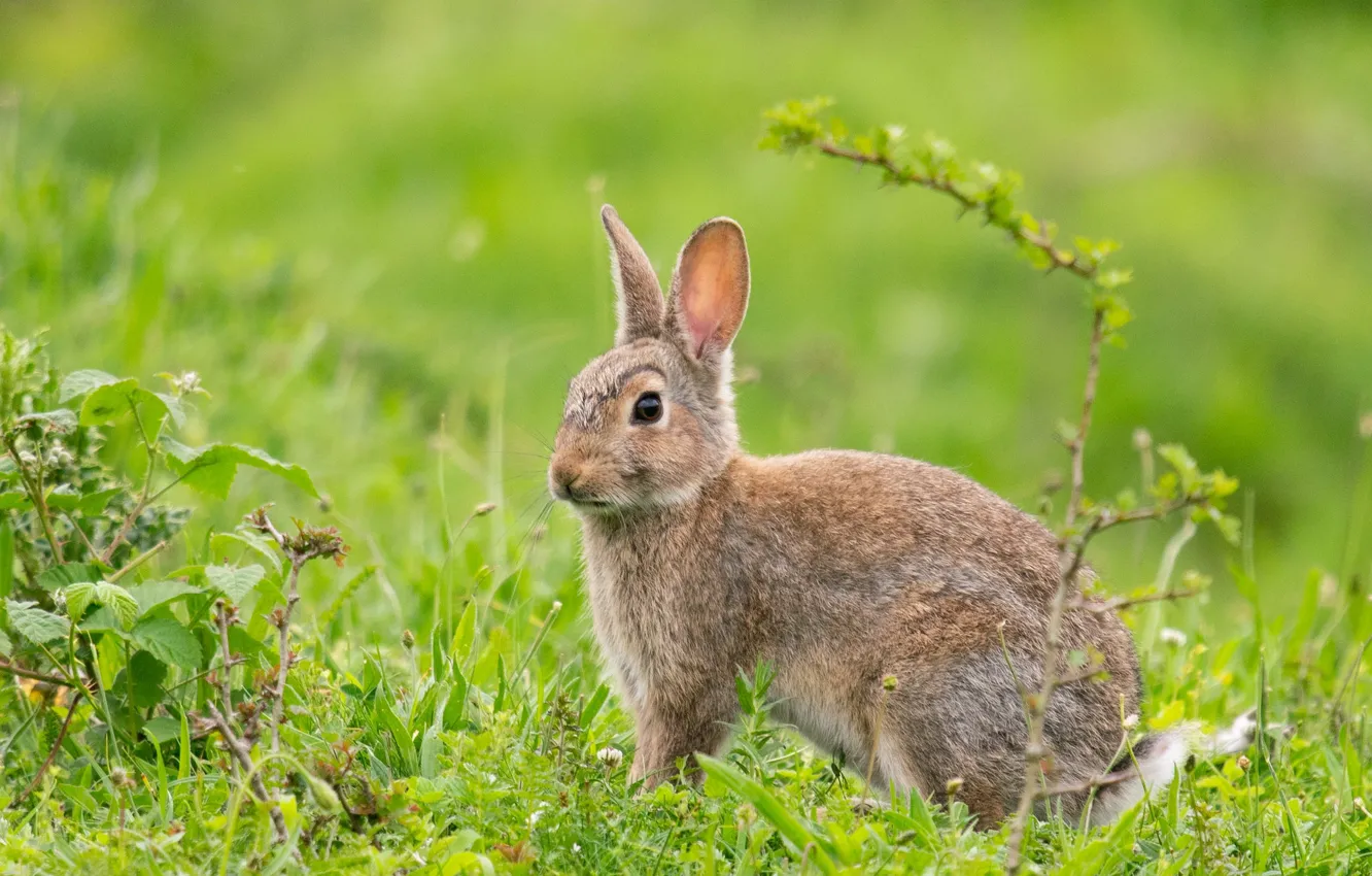 Фото обои трава, поляна, заяц, весна, малыш, зайчик, зеленый фон, зайчонок