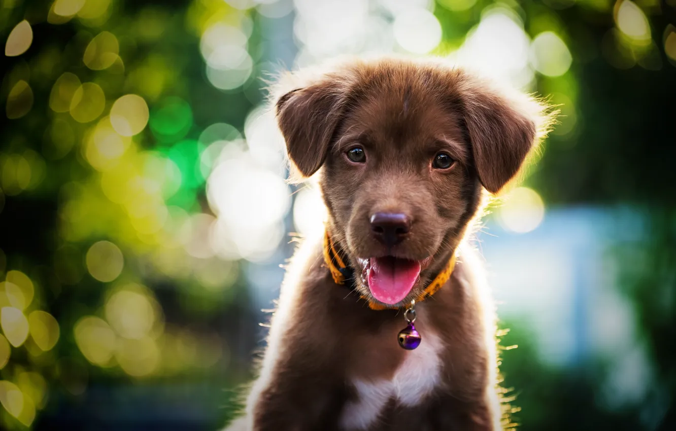 Фото обои милый, щенок, light, лабрадор, puppy, dog, bokeh, cute