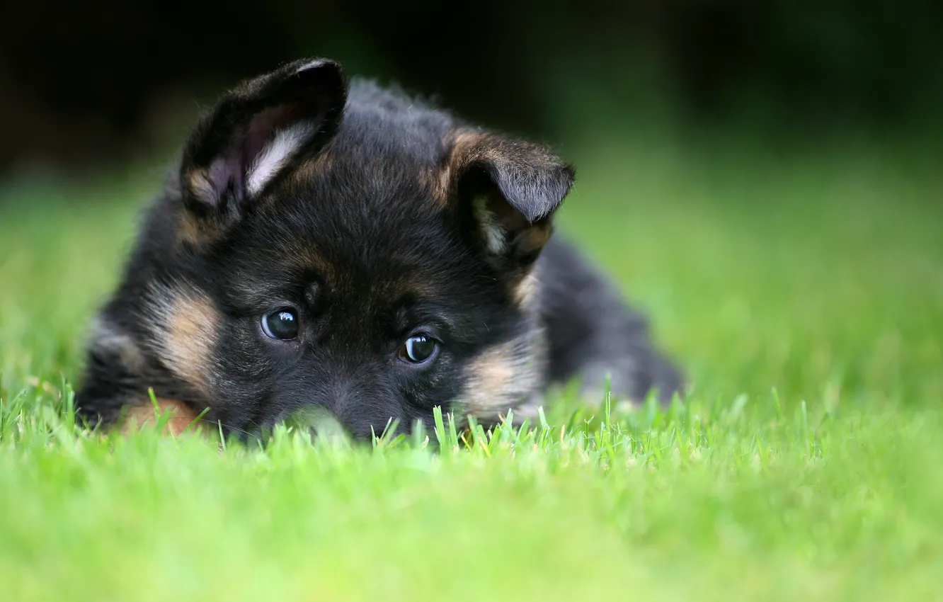 Фото обои puppy, pet, German Shepherd