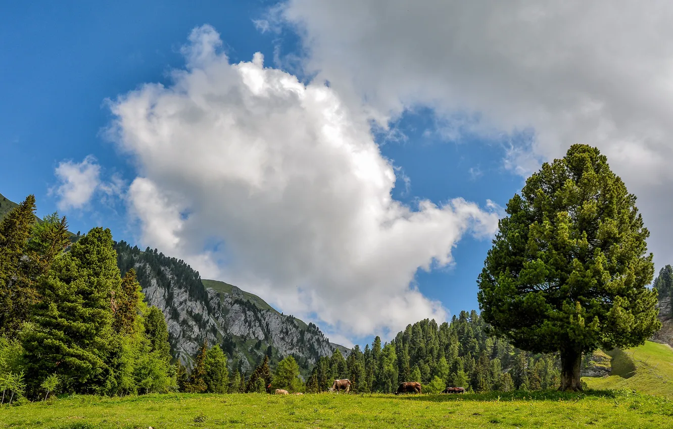Фото обои небо, облака, деревья, горы, Италия, Italy, Trentino Alto Adige, Tesero