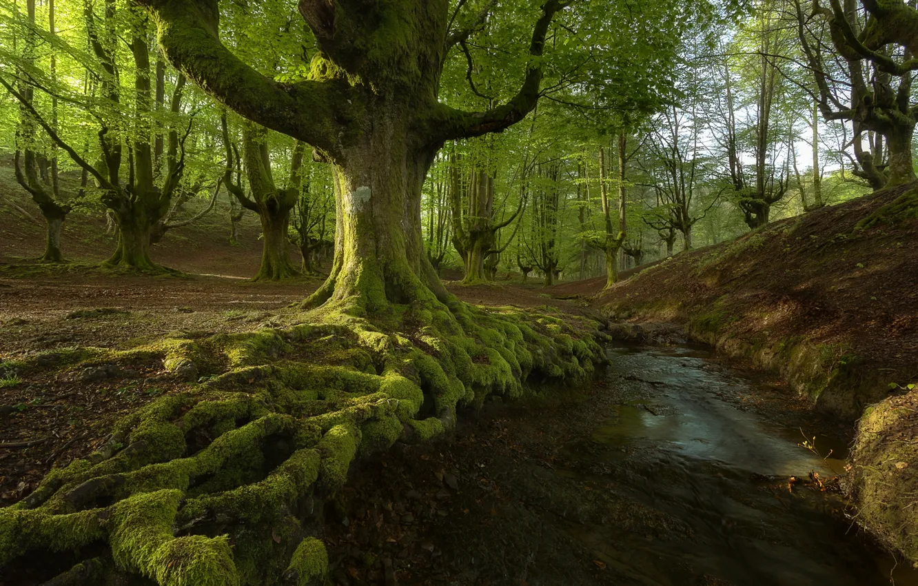 Фото обои лес, дерево, речка
