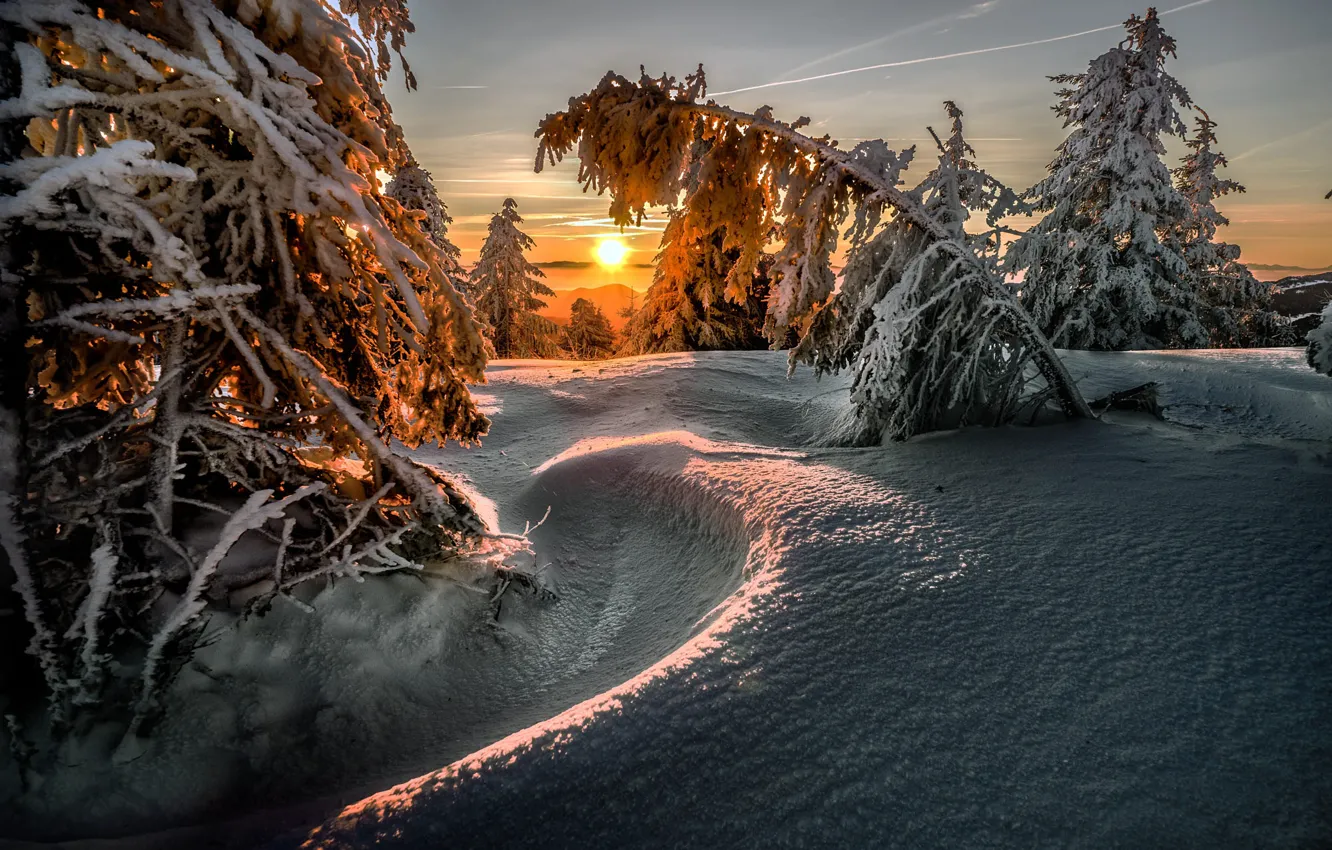 Фото обои зима, солнце, снег, деревья, пейзаж, закат, природа, ели