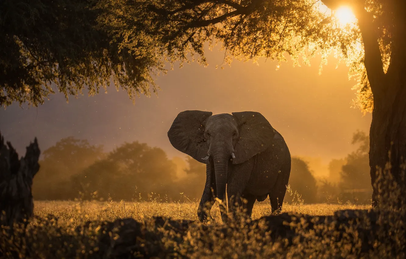 Фото обои солнце, свет, деревья, дерево, слон
