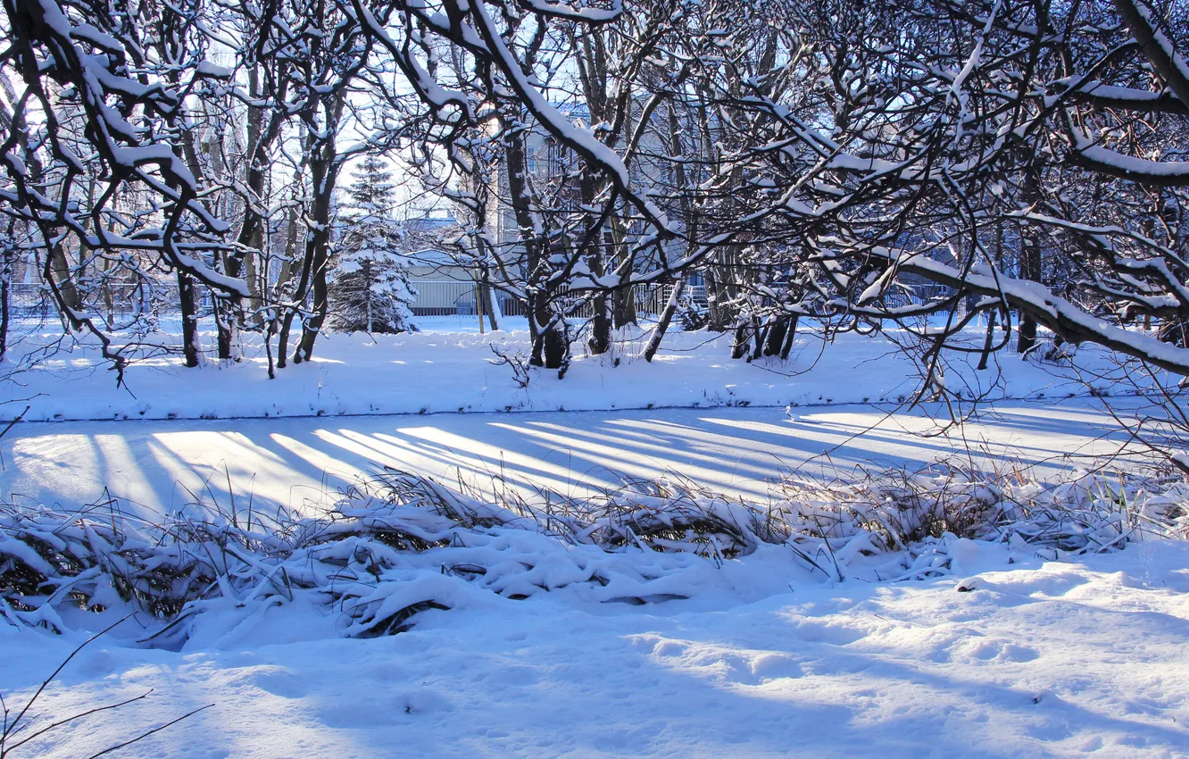 Фото обои trees, winter, snow, cold