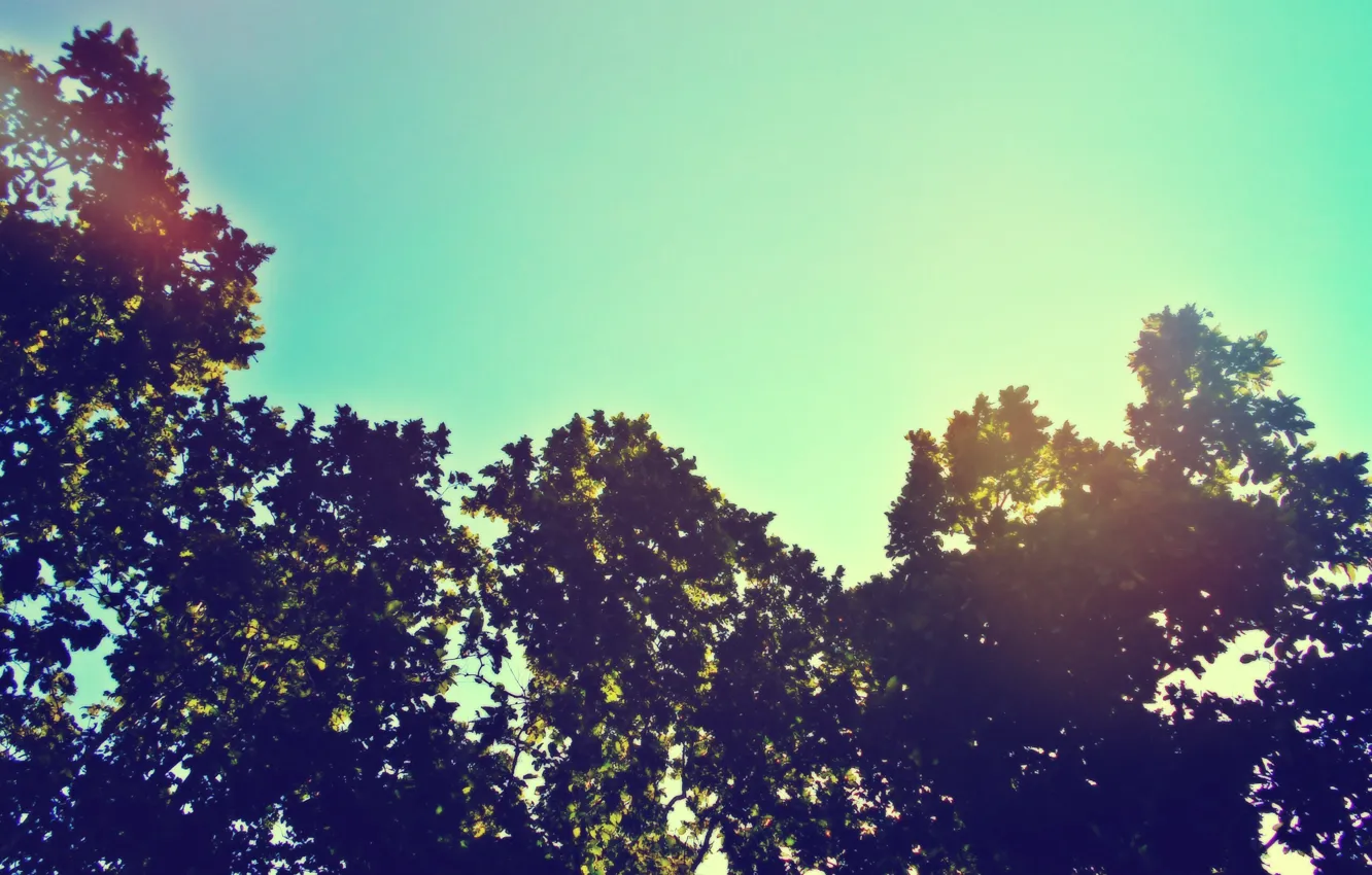 Фото обои sky, trees, sunlight