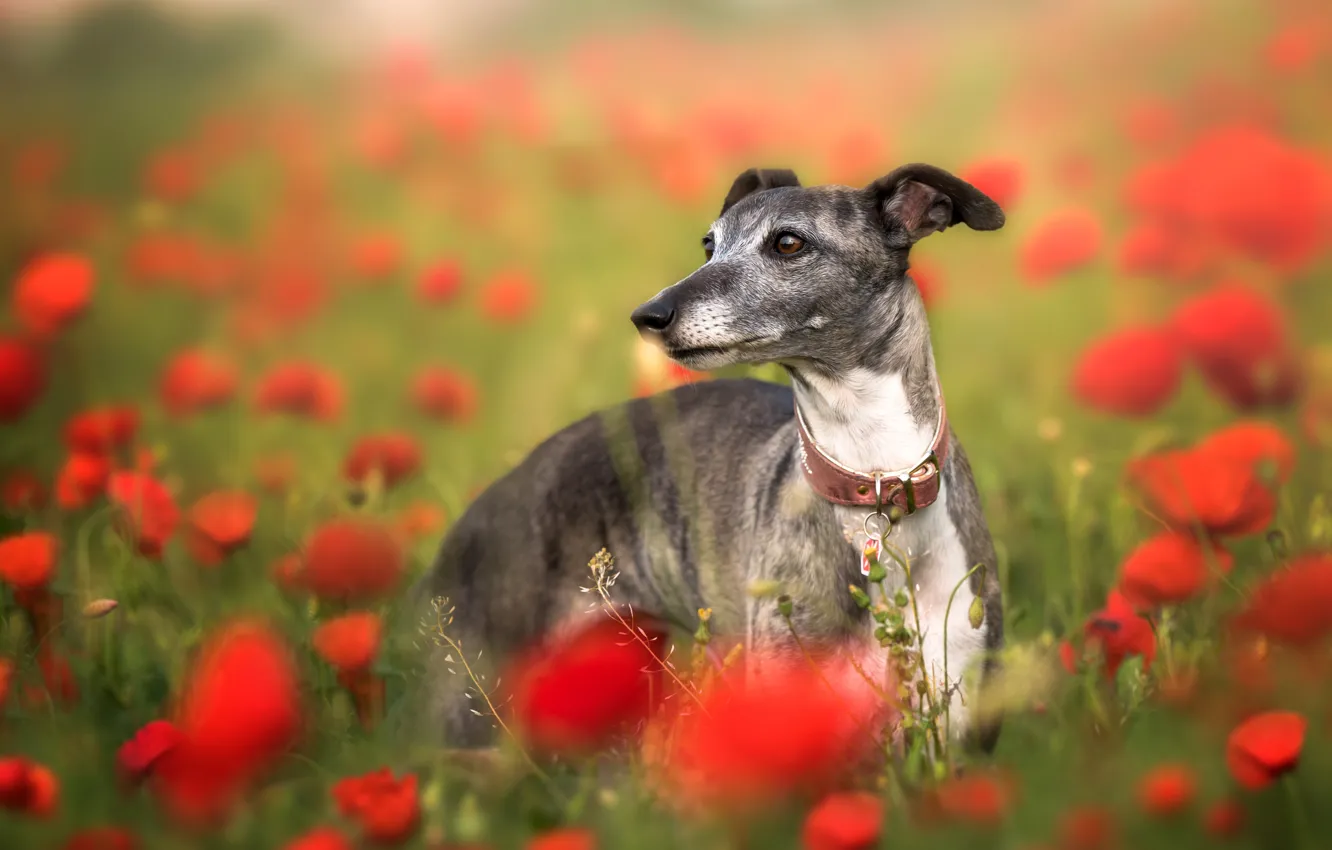 Фото обои цветы, маки, собака, маковое поле, левретка