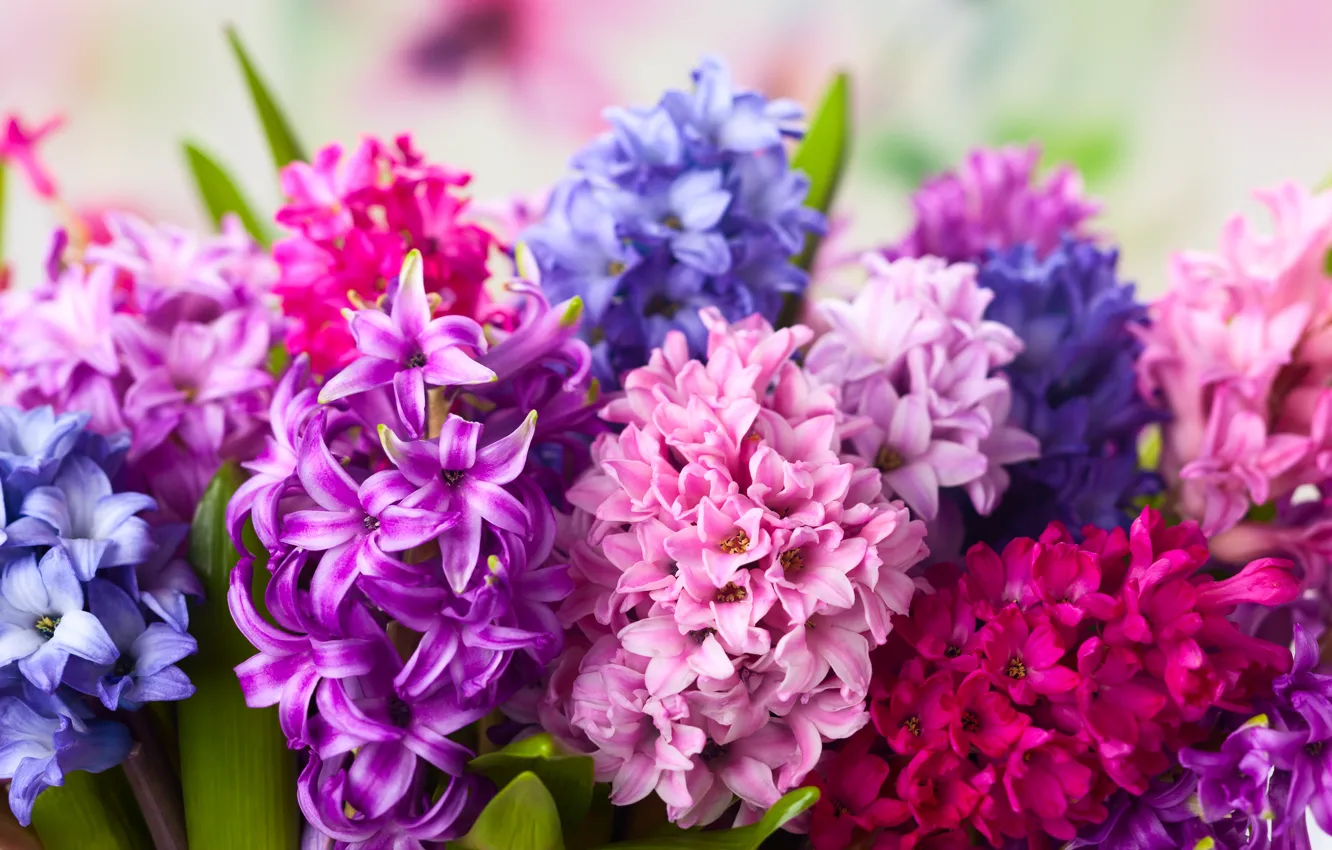 Фото обои цветы, яркие, букет, весна, розовые, разные, сиреневые, гиацинты
