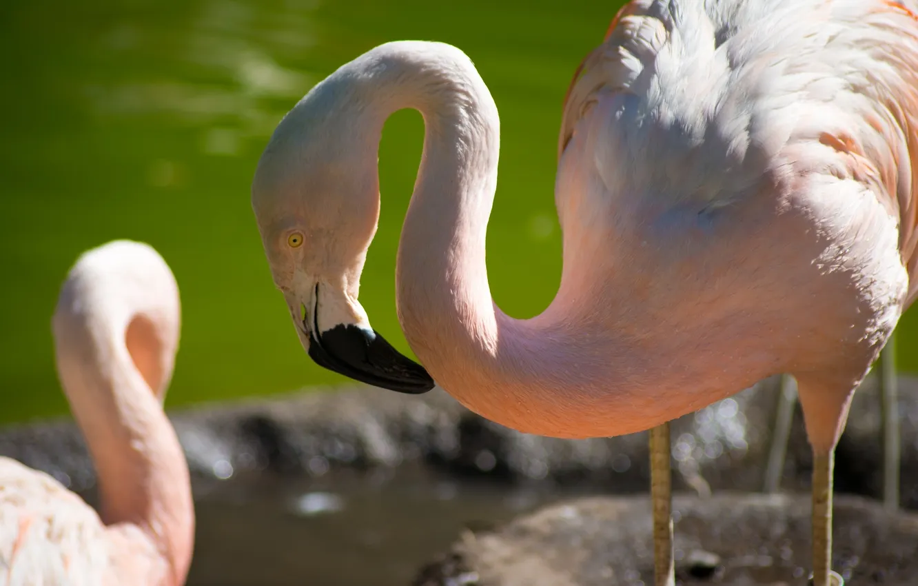 Фото обои птица, фламинго, шея