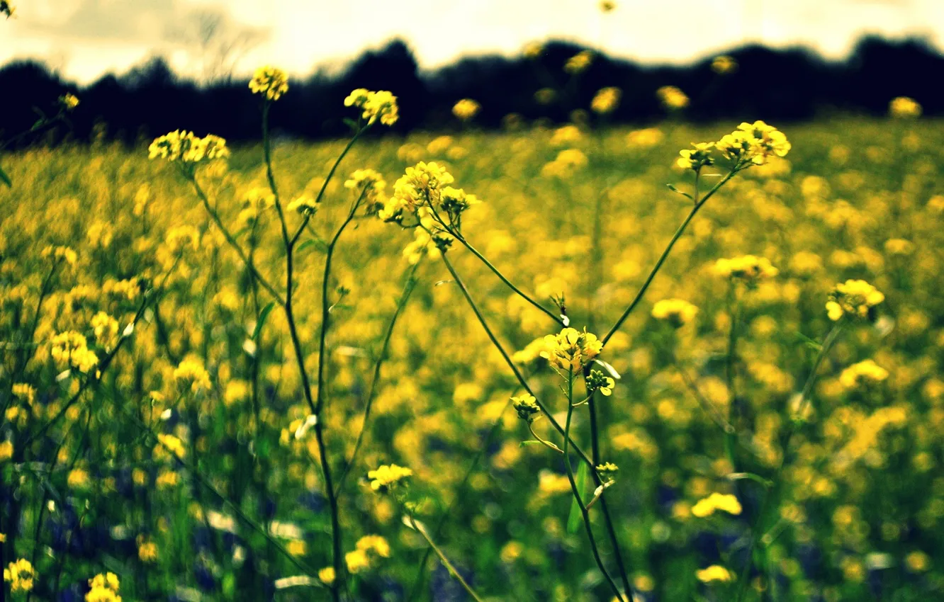 Фото обои цветок, цветы, желтый, фон, widescreen, обои, размытие, wallpaper