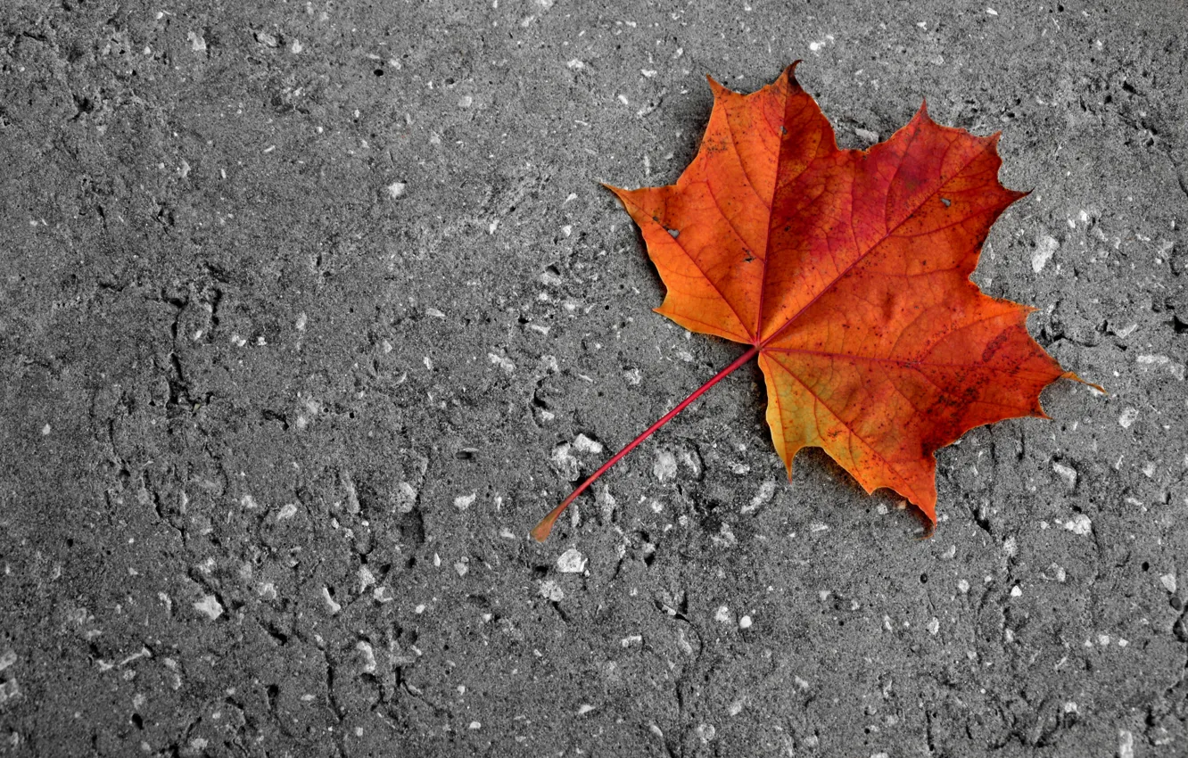 Фото обои холод, дорога, осень, асфальт, закат, оранжевый, желтый, лист