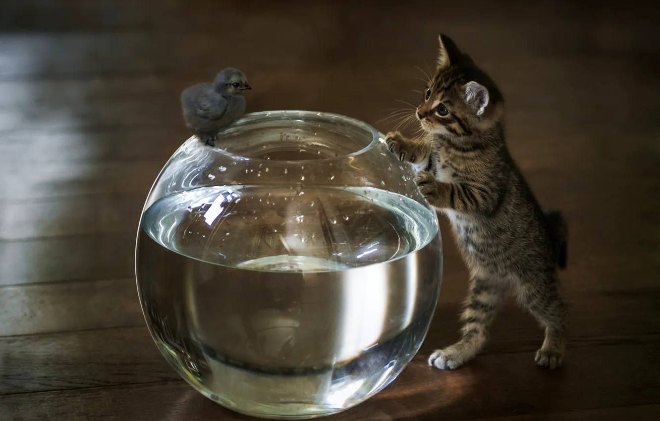 Фото обои вода, аквариум, котёнок, цыплёнок, знакомство