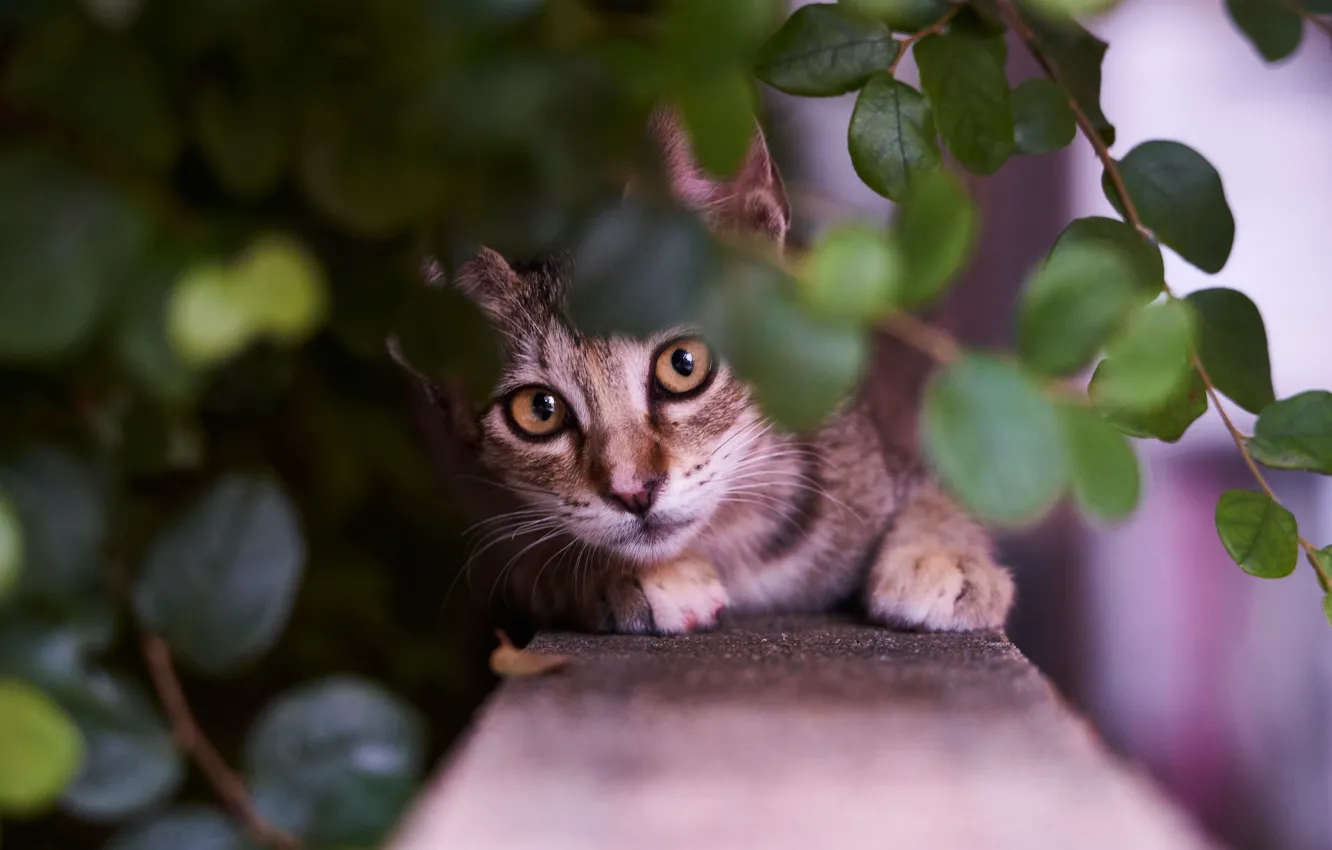 Фото обои взгляд, листья, ветки, мордочка, котёнок, котейка