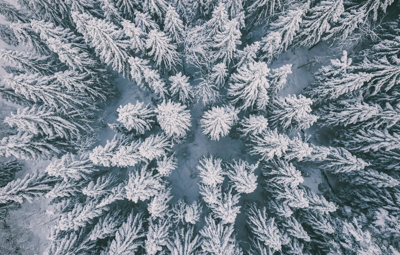Фото обои зима, лес, снег, деревья, природа, вид сверху