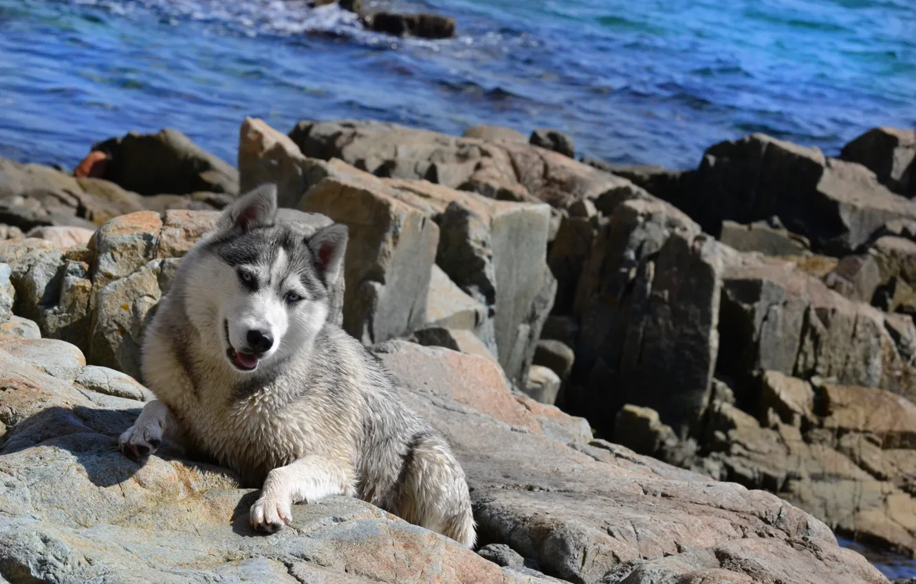 Фото обои море, лето, обои, Собака, хаски, husky, собака на море