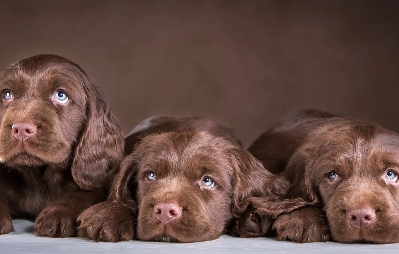 Фото обои щенки, трио, шоколадный, спаниель