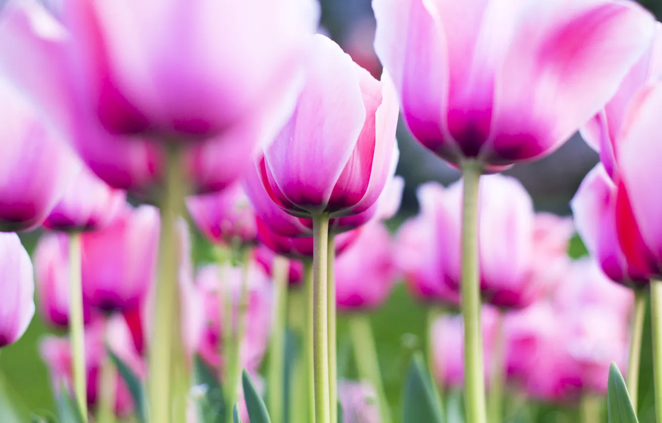 Фото обои pink, flowers, tulip