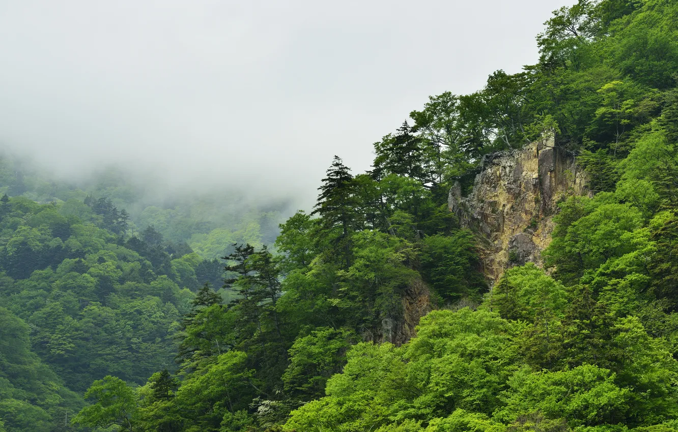 Фото обои лес, горы, туман
