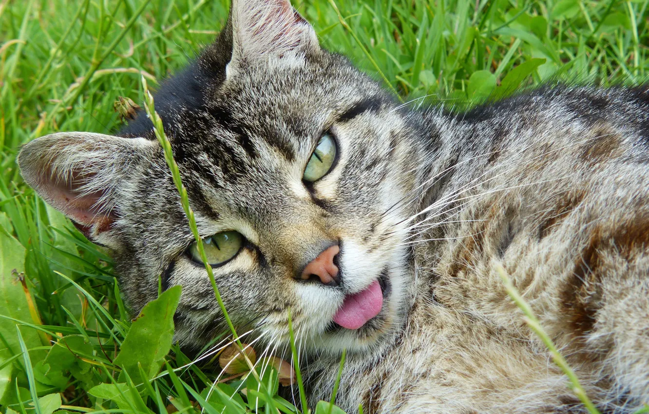 Фото обои зелень, язык, трава, кот, крупный план, мордочка