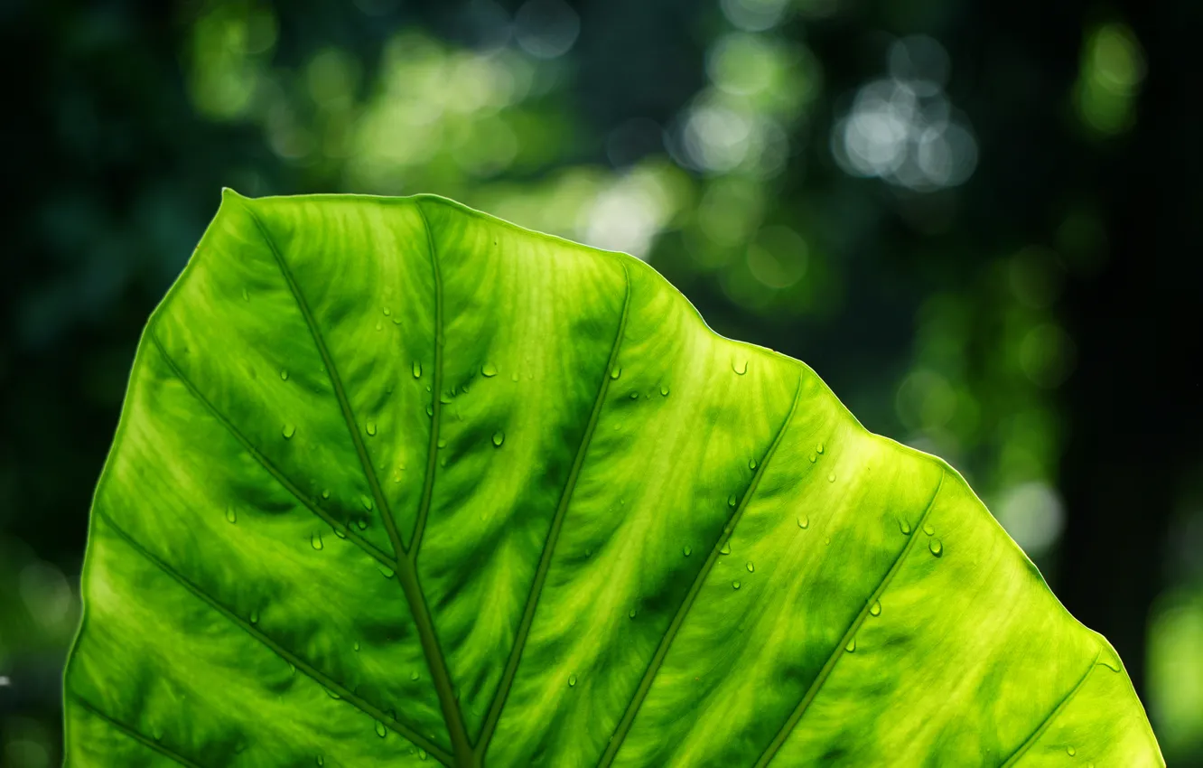 Фото обои макро, лист, зелёный, nature