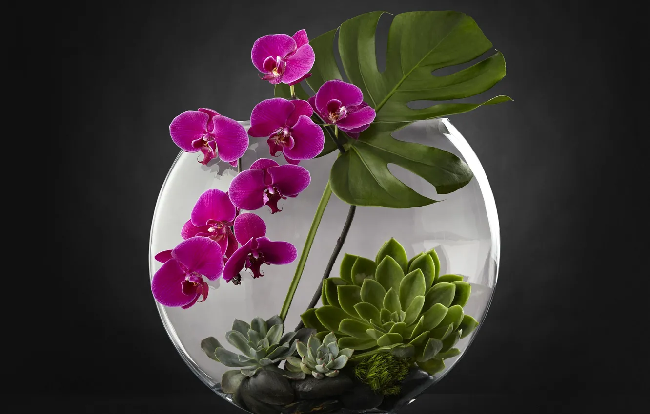 Фото обои аквариум, растения, орхидея