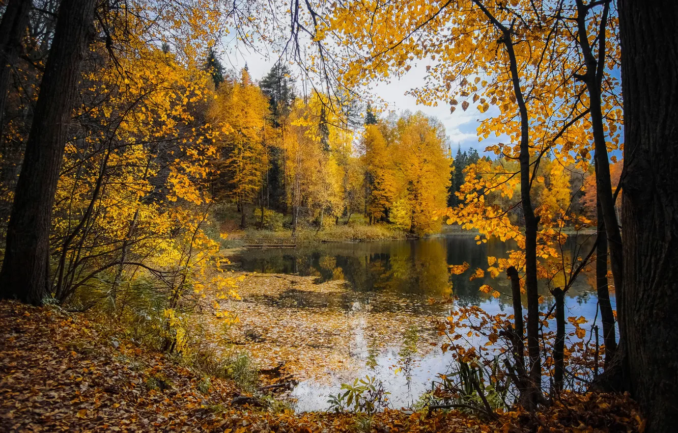 Фото обои осень, лес, небо, деревья, ветки, озеро, пруд, парк