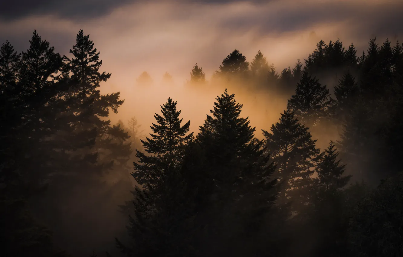 Фото обои пейзаж, закат, природа, туман