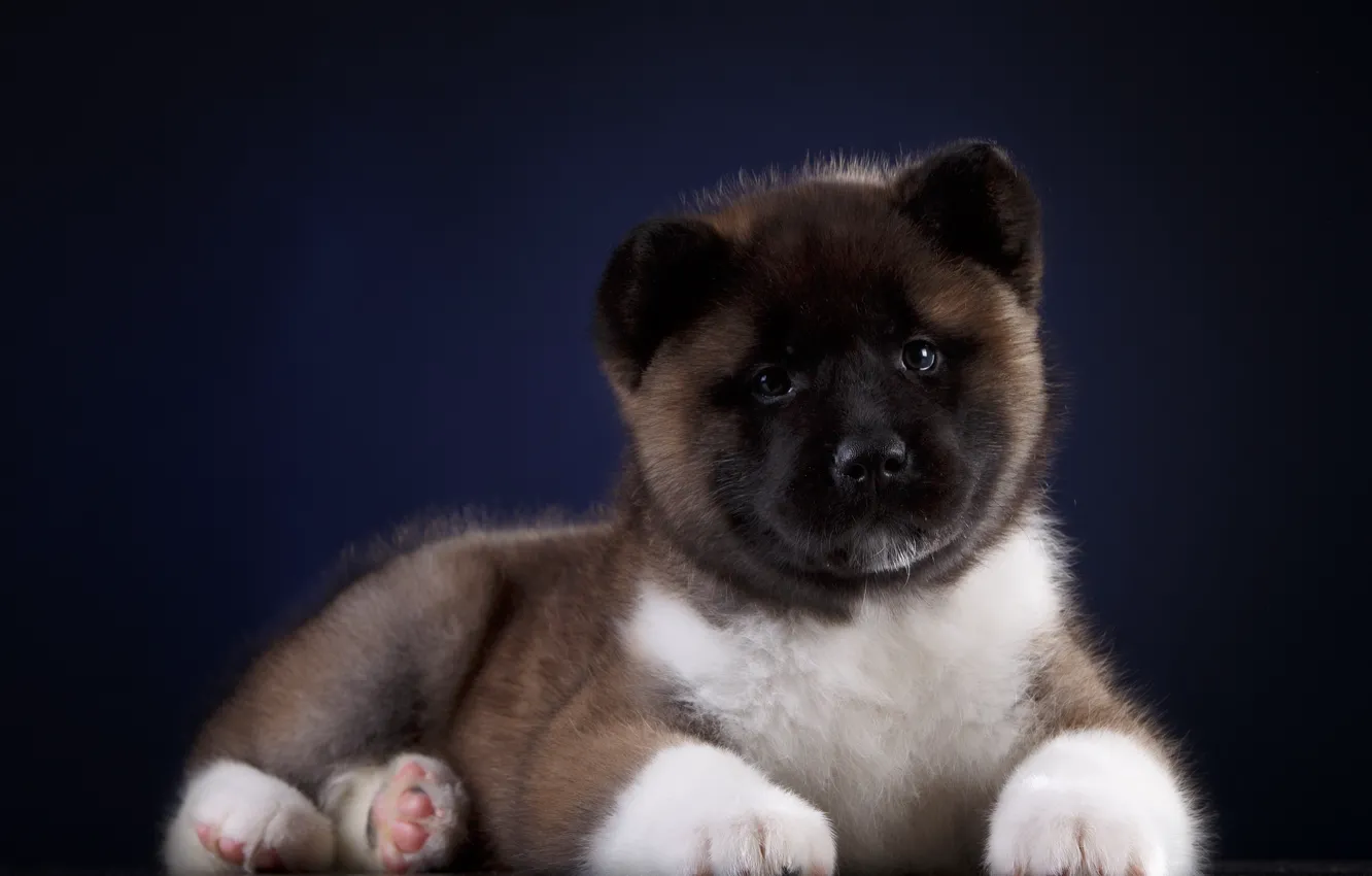Фото обои взгляд, фон, собака, щенок