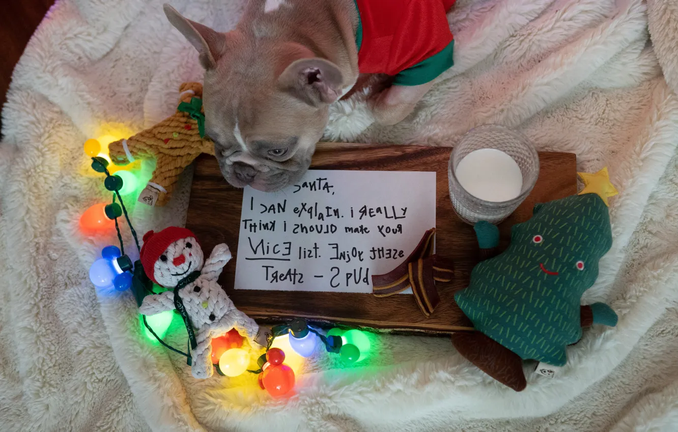 Фото обои собаки, письмо, игрушки, собака, Рождество, костюм, Новый год, французский бульдог