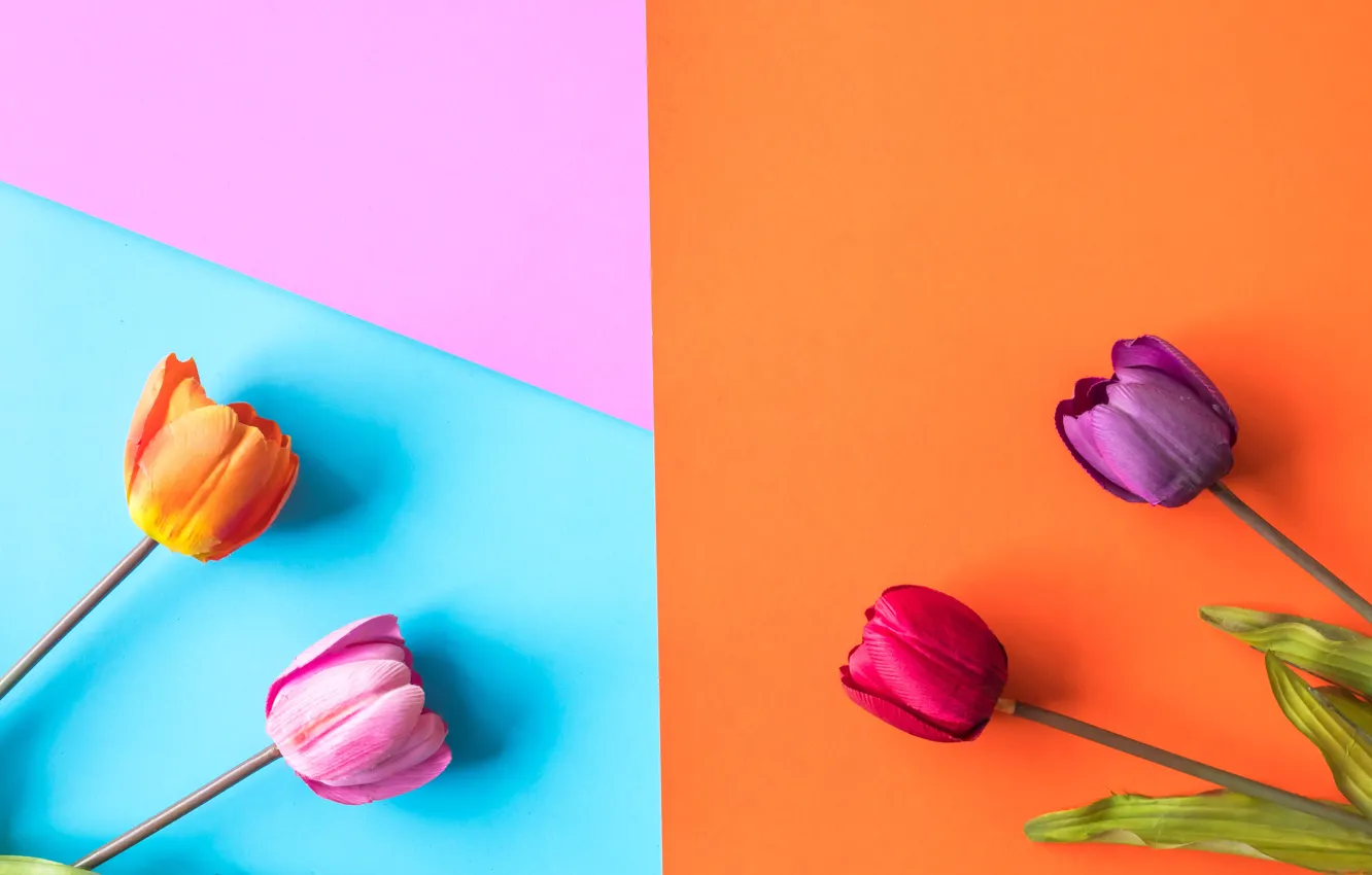 Фото обои цветы, фон, colorful, тюльпаны, flowers, tulips