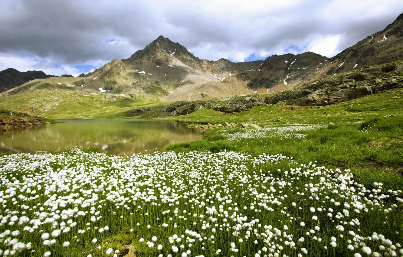 Фото обои поле, цветы, горы, водоём