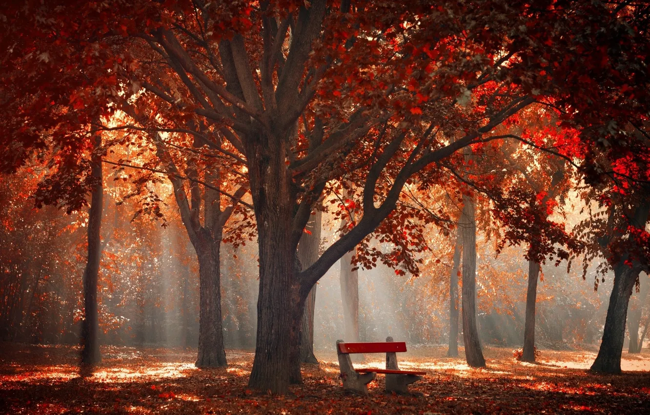 Фото обои red, trees, landscape, nature, park, leaves, morning, bench