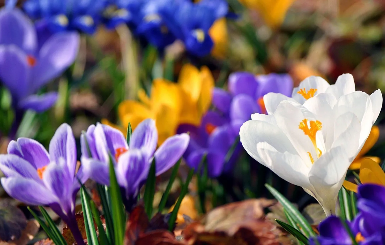 Фото обои фиолетовый, цветы, красота